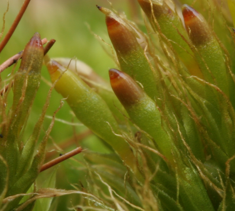Tetraplodon angustatus